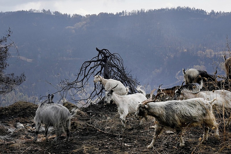 Goats are seen Thursday at a burn area near Krioneritis village on Evia island, about 113 miles north of Athens, Greece.
(AP/Petros Karadjias)
