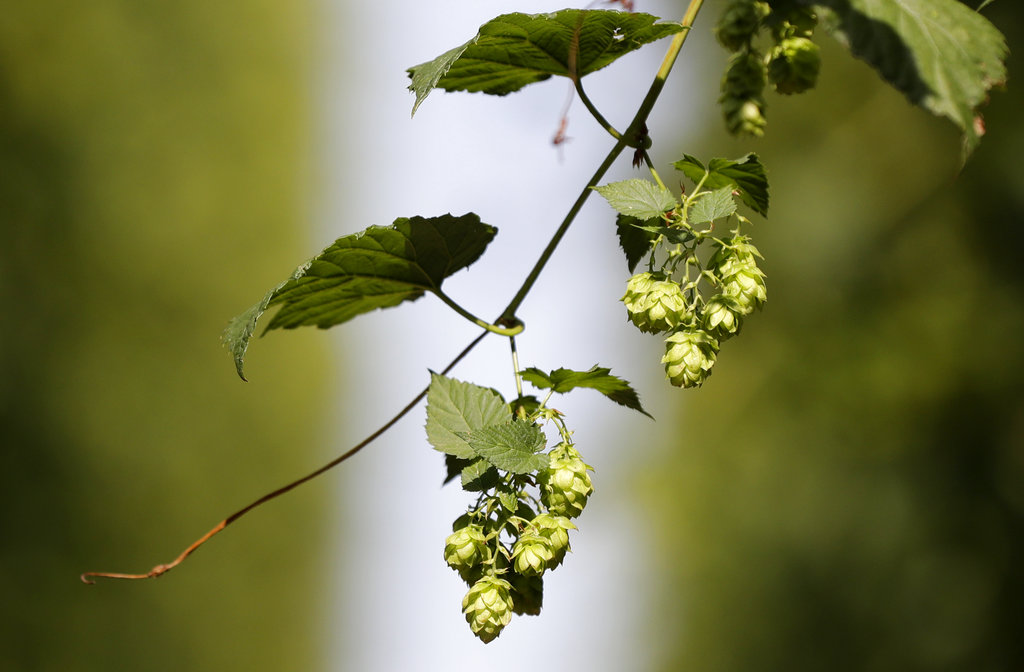 Potential for state-grown hops to be focus of ag webinar