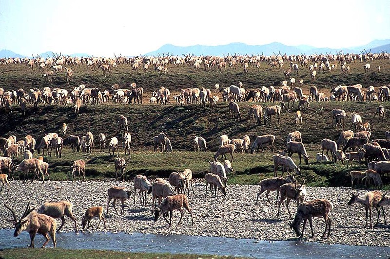 Caribou migrate onto the coastal plain of the Arctic National Wildlife Refuge in northeast Alaska in a file photo. A court ruling said that a federal review failed to take into account the effects that oil drilling would have on wildlife on Alaska’s North Slope.
(AP/U.S. Fish and Wildlife Service)