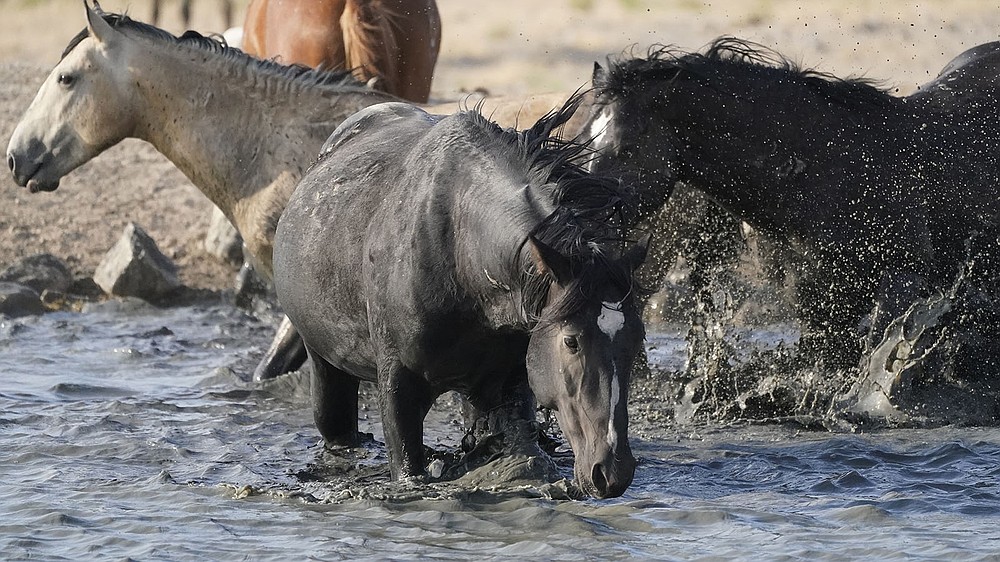 Wild horses drink from a pond at Simpson Springs near U.S. Army Dugway Proving Ground. Horses from this herd were later rounded up as federal land managers increased the number of horses removed from the range during a historic drought.
(AP/Rick Bowmer)