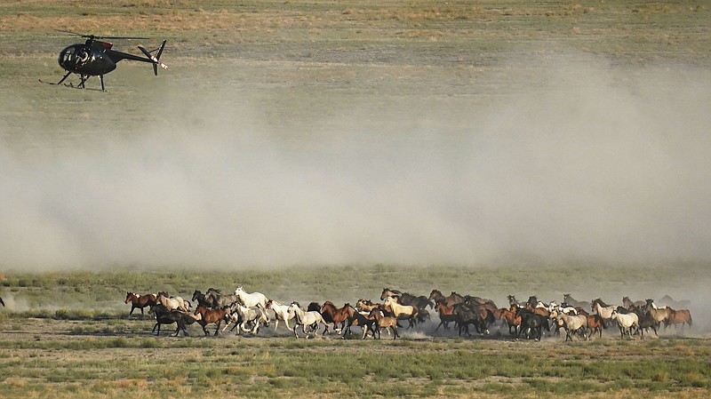 A helicopter drives wild horses toward capture during a July 16 roundup near U.S. Army Dugway Proving Ground in Utah.
(AP/Rick Bowmer)