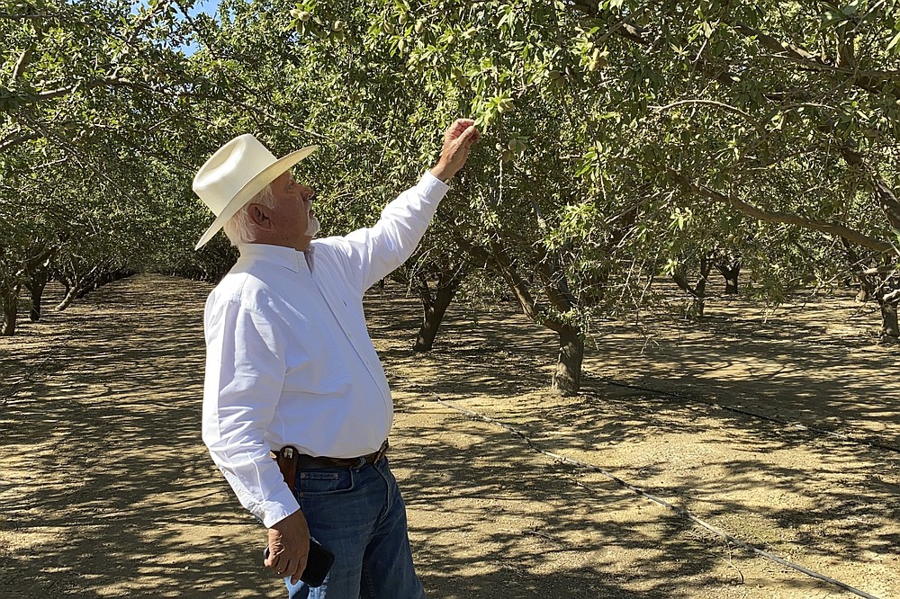 Farmer Joe Del Bosque inspects almonds in his orchard in Firebaugh, Calif., in early July.
(AP/Terry Chea)