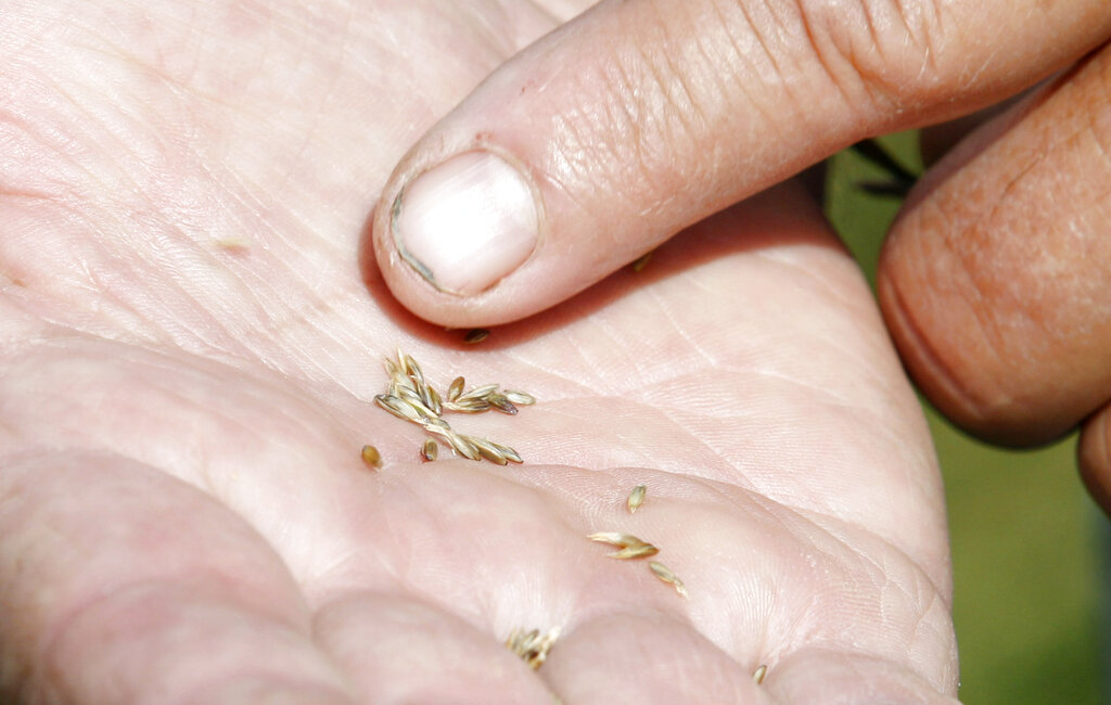 USDA to measure the production of small-grain farmers