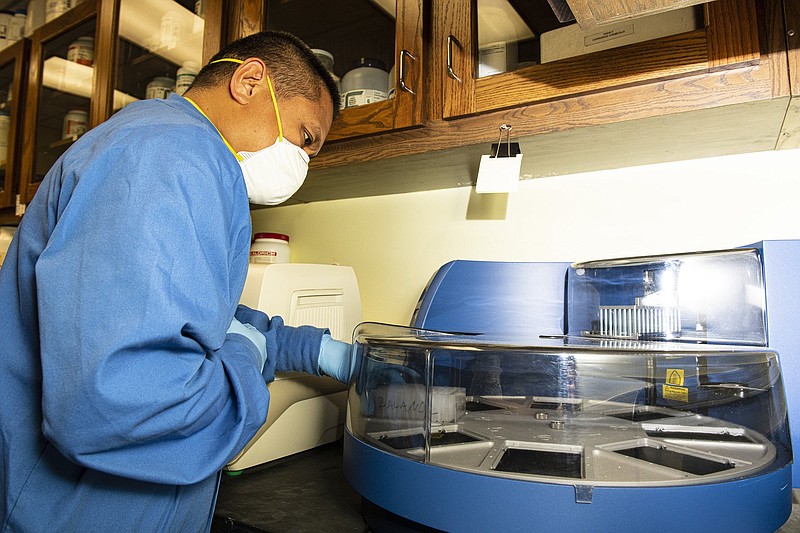 Dan Villamor prepares plant tissue samples for virus testing. (Special to The Commercial/Fred Miller, UA System Division of Agriculture)