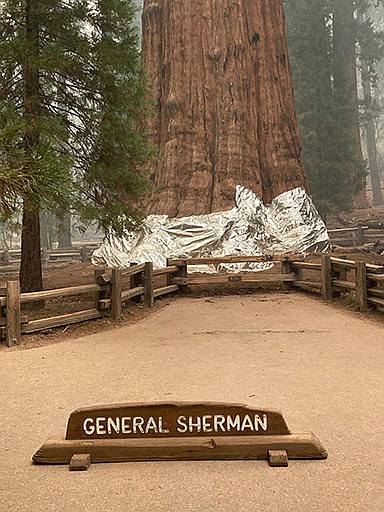 The base of a giant sequoia known as the General Sherman Tree in Sequoia National Forest in California was wrapped in a fire-resistant blanket Thursday to protect it from the intense heat of approaching wildfires.
(AP/Southern Area Blue Incident Management Team)