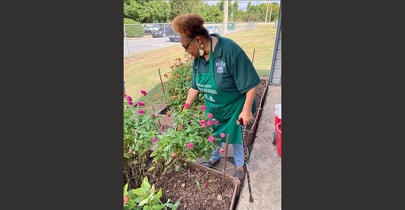 Brenda Tillman, a master gardener and volunteer, prunes flowers at the demonstration garden. 
(Pine Bluff Commercial/Byron Tate)