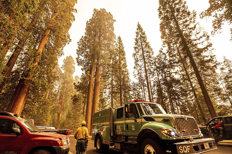 A fire engine drives past sequoia trees in Lost Grove as the KNP Complex Fire burns about 15 miles away on Friday in Sequoia National Park, Calif.
(AP/Noah Berger)