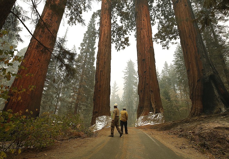 Ed Christopher, left, deputy fire director at U.S. Fish and Wildlife Service, on Wednesday looks over the Four Guardsmen at the entrance to General Sherman at Sequoia National Park, Calif.
(AP/Gary Kazanjian)