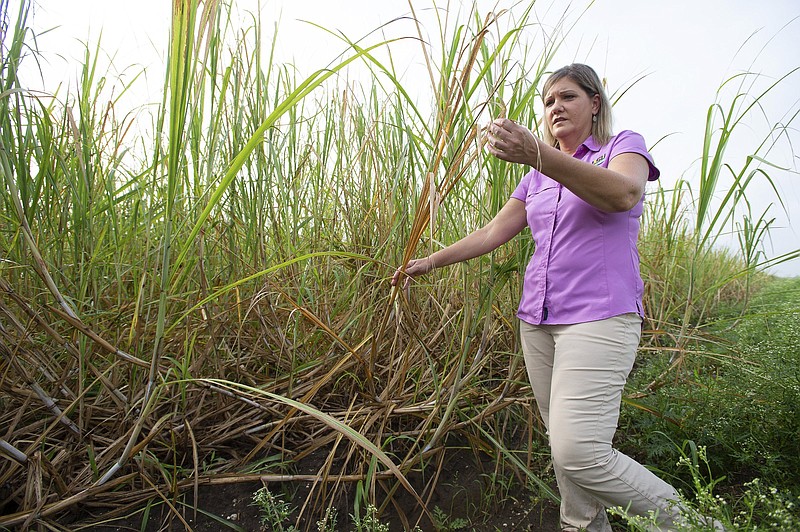 Renee Castro, a Louisiana State University AgCenter agent, examines shredded and browned tops of sugar cane that was damaged  by Hurricane Ida in St. John the Baptist Parish. She fears the damage will deter ripening.
(AP/LSU AgCenter/Olivia McClure)