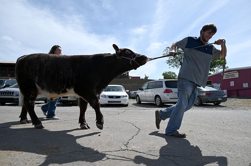 Coty and Amber Bell pull their steer, Johnny Tsunami (AKA French Fry) to the ring during the Arkansas State Fair Spring Show at the State Fairgrounds in this May 1, 2021, file photo. (Arkansas Democrat-Gazette/Stephen Swofford)