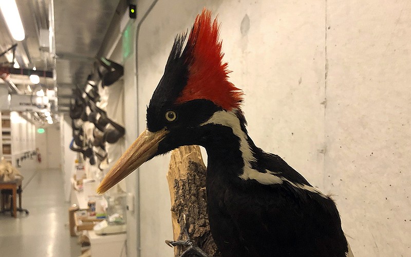 An ivory-billed woodpecker specimen is on exhibit at the California Academy of Sciences in San Francisco. America’s long-lost largest woodpecker enjoyed a brief period of renewed existence when it was reportedly spotted in southeast Arkansas swampland in 2004.
(AP/Haven Daley)