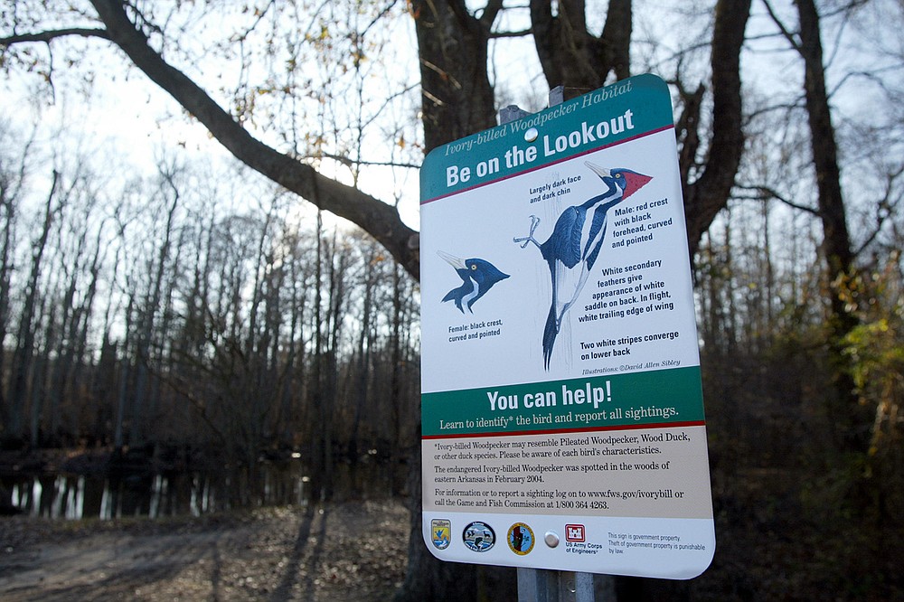 A sign at an entrance to the Benson Creek Natural Area near Brinkley in late December 2005 asks hikers to be on the lookout for ivory-billed woodpeckers.
(Democrat-Gazette file photo)