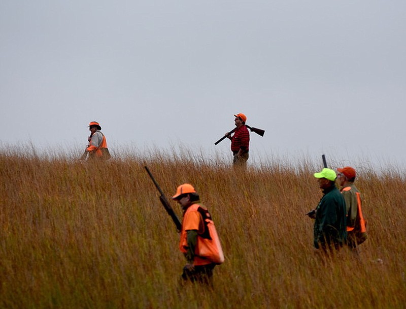 A lot of hunters in a field requires extra devotion to safe gun handling.
(Arkansas Democrat-Gazette/Bryan Hendricks)