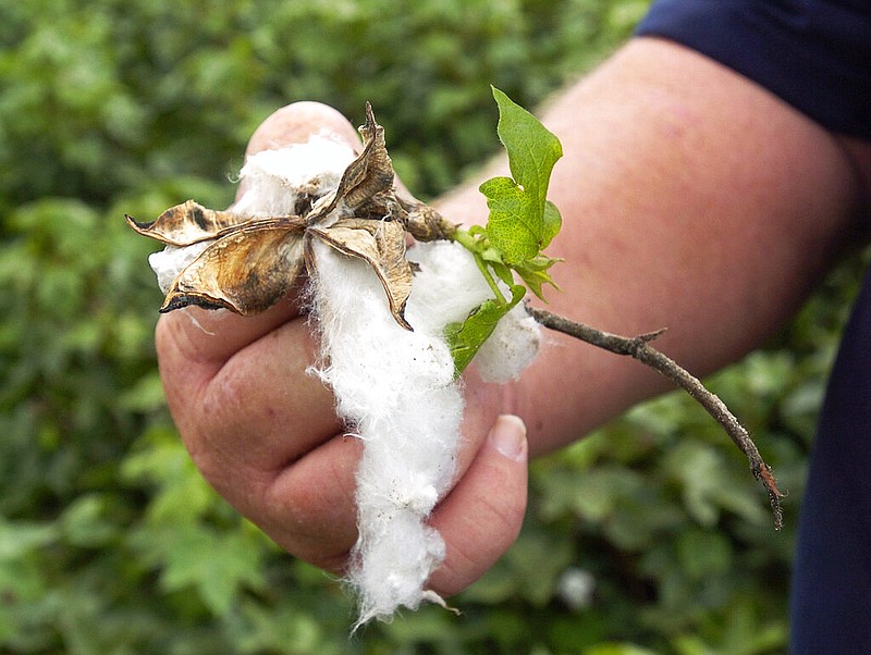 A farmer shows cotton damaged by mildew, boll rot and hardlock after heavy rains in Lyford, Texas, in this July 27, 2007, file photo. (AP/Joe Hermosa)