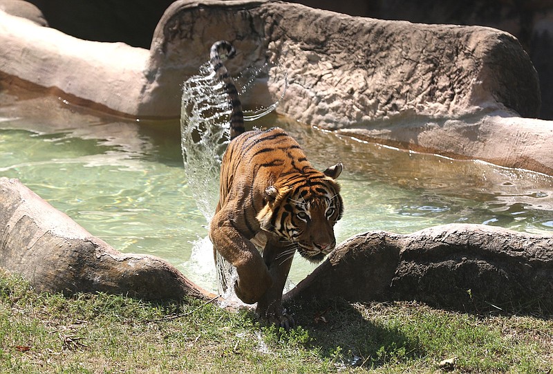 Liku the tiger leaves the pool in his habitat at the Little Rock Zoo in this July 29, 2021, file photo. (Arkansas Democrat-Gazette/Thomas Metthe)