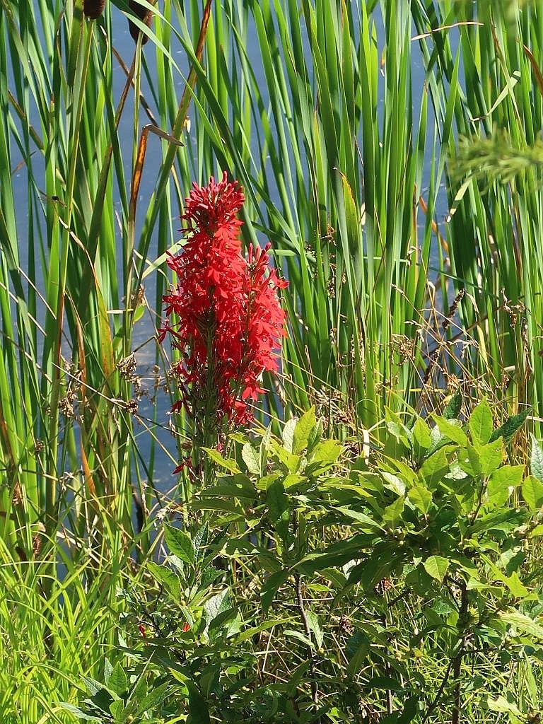 Image of Coralbells cardinal flower companion plant