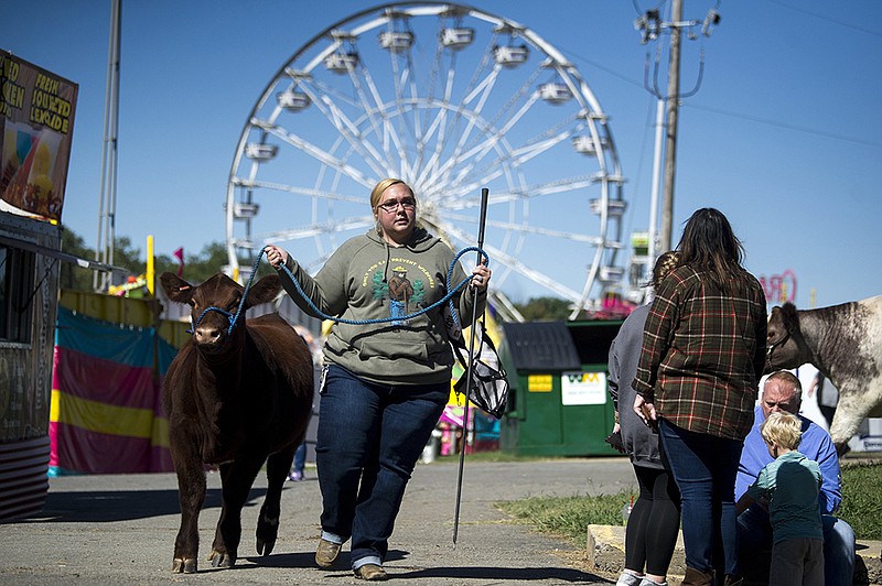 Taylor Donnely of Sheridan walks Cherry Brandy back to her stall  Saturday at the State Fair.
(Arkansas Democrat-Gazette/Stephen Swofford)