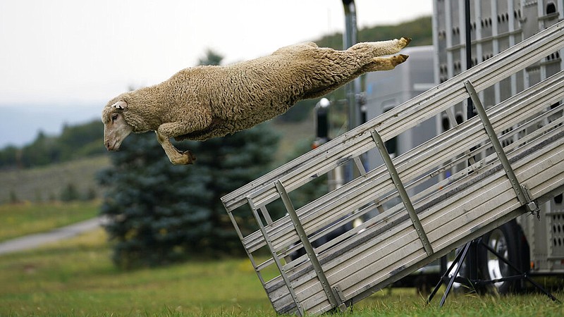 A sheep leaps from a truck for the annual Soldier Hollow Classic Sheepdog Championship in Midway, Utah, in this Sept. 1, 2021, file photo. (AP/Rick Bowmer)