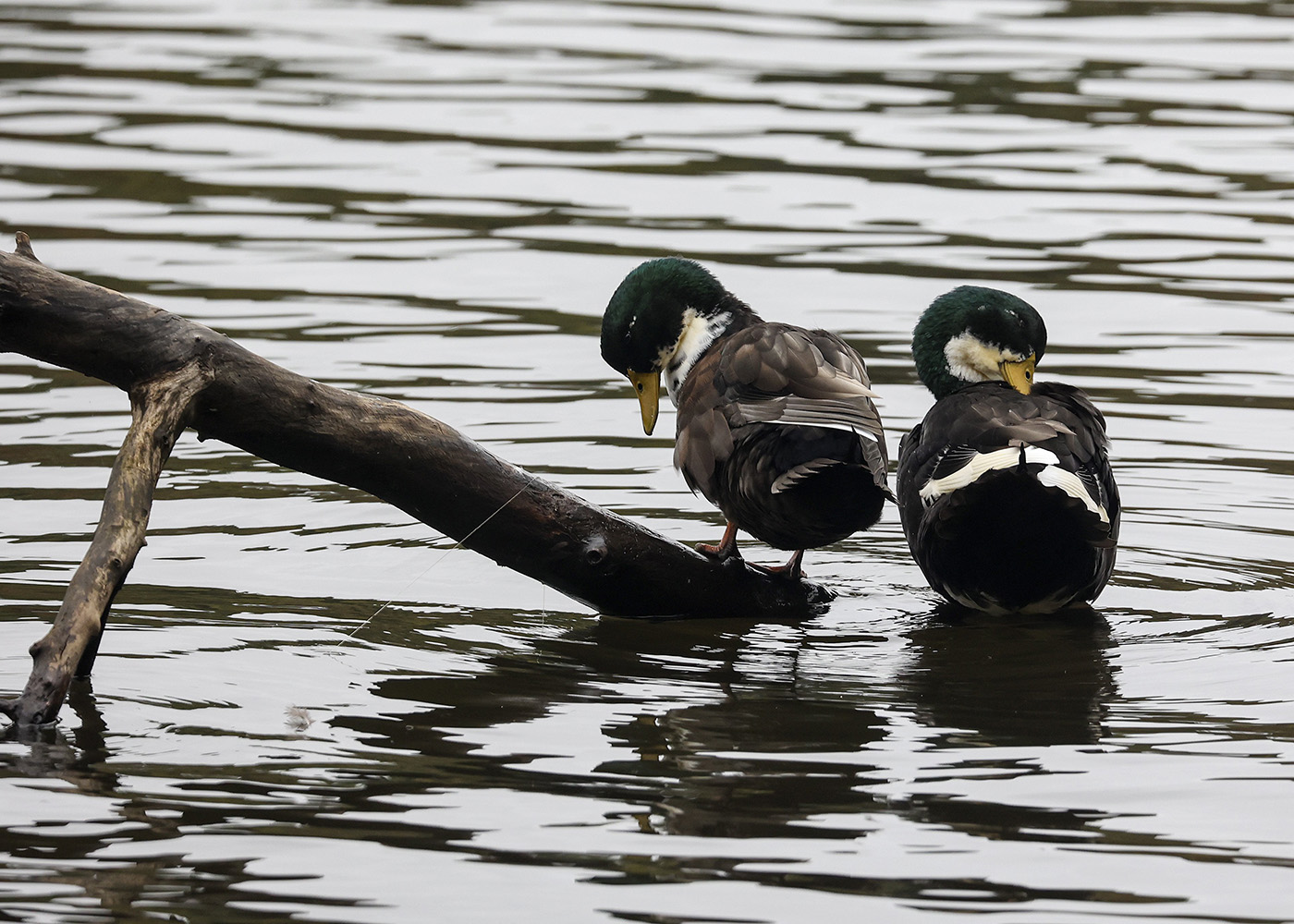 4-H workshop to afford hands-on learning about waterfowl