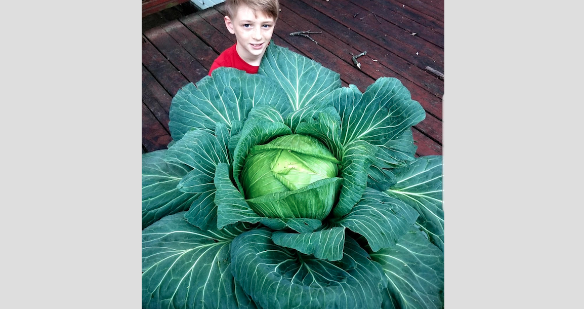 North Little Rock third grader wins $1,000 for 14-pound cabbage - Vimarsana News
