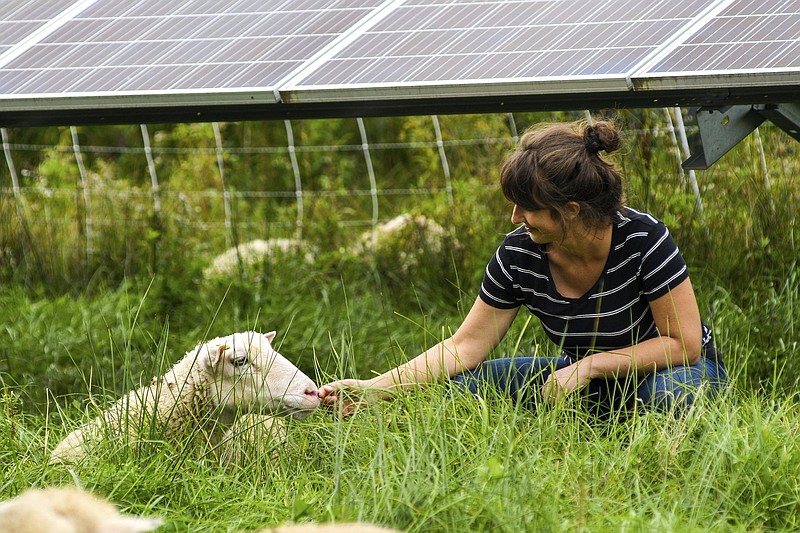 Cornell University researcher Niko Kochendoerfer pets a sheep grazing at a solar farm at Cornell  University in Ithaca, N.Y., in late September.
(AP/Heather Ainsworth)