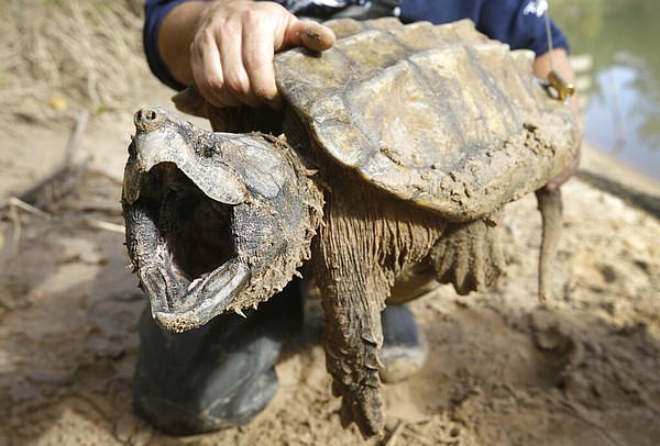 Feds propose threatened status for alligator snapping turtle; spike ...