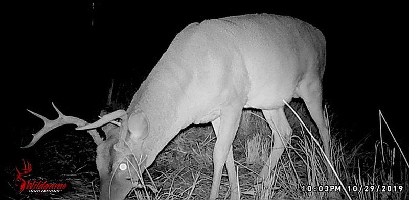 Remote game cameras will tell you if mature bucks are in your area and what time they visit, enabling bowhunters to formulate a hunting strategy.
(Arkansas Democrat-Gazette/Bryan Hendricks)