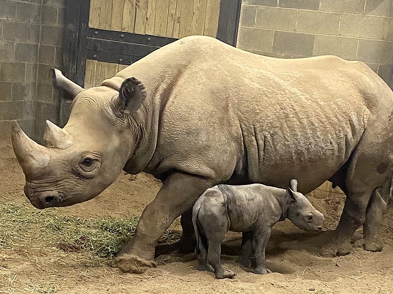 Eastern black rhinoceros' birth a first for Little Rock Zoo | Northwest  Arkansas Democrat-Gazette