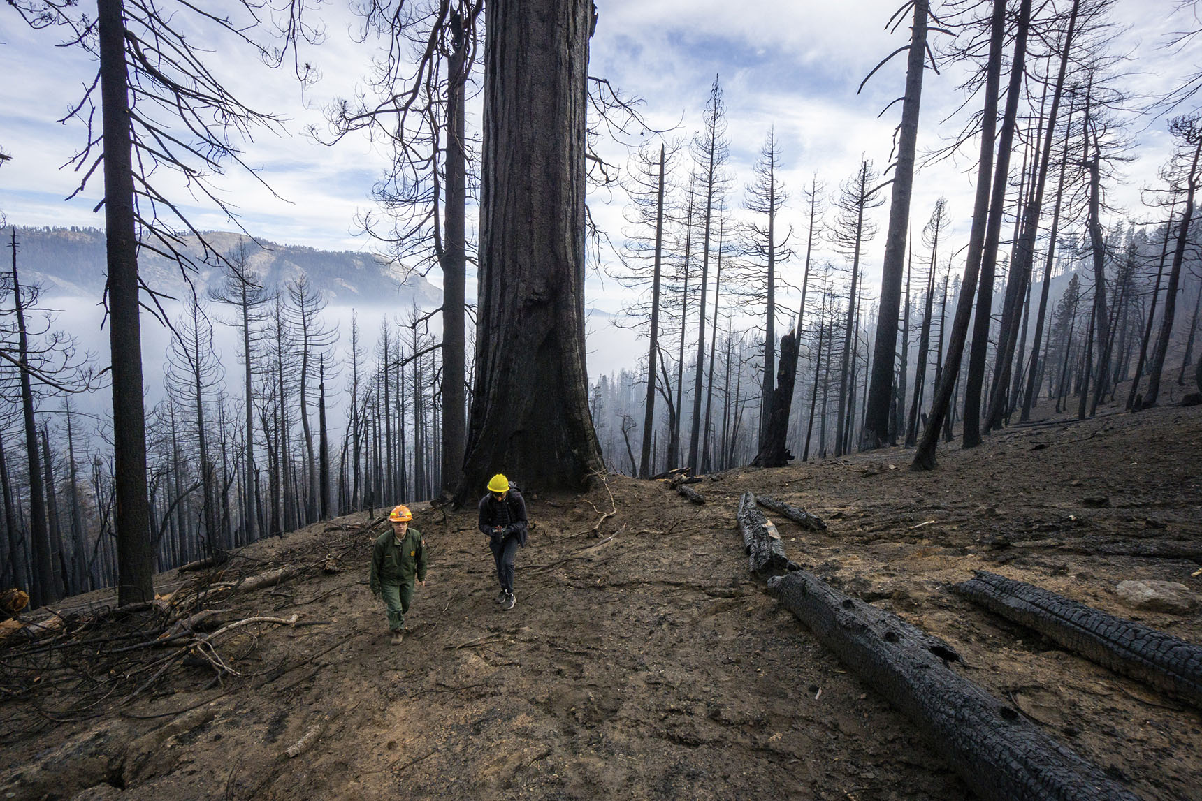 Giant sequoias' toll in thousands - Vimarsana News