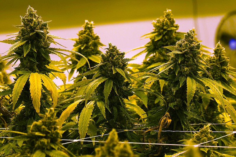 A cannabis plant that is close to harvest grows in a grow room at the Greenleaf Medical Cannabis facility in Richmond, Va., in this June 17, 2021, file photo. (AP/Steve Helber)