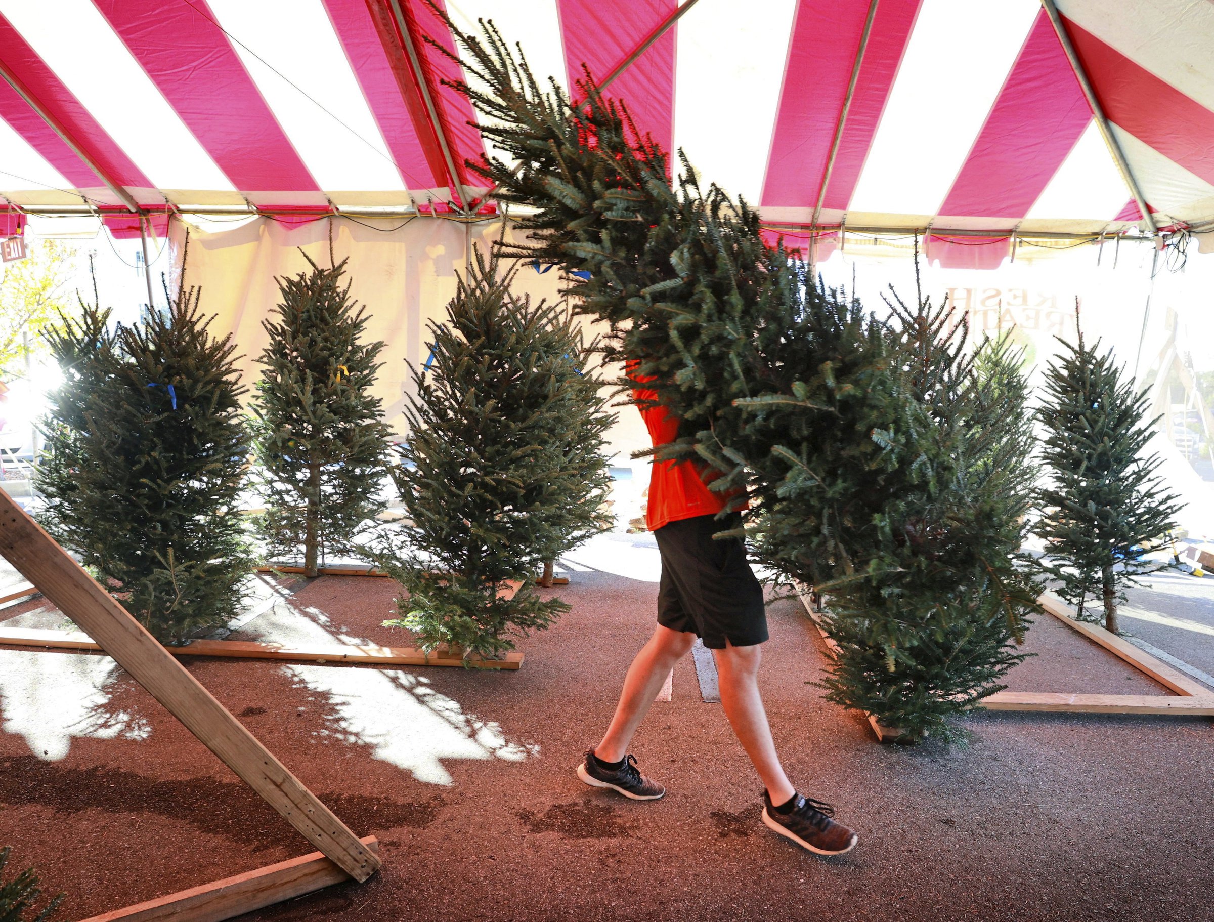 Christmas tree prices touch ceiling - Vimarsana News