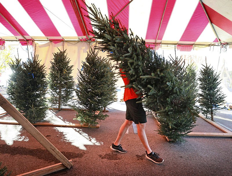 Josh Hancock of Santa’s Trees hauls a fresh-cut North Carolina Frasier fir for a customer Monday at the Christmas tree lot in Winter Park, Fla. Longtime owner Warren Brown says they will likely run out of their supply this weekend because of a national shortage.
(AP/Orlando Sentinel)