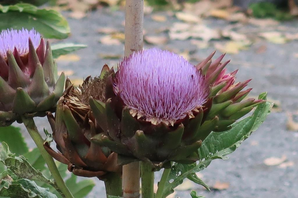 Mystery plants: Leopard plant, artichoke and ajuga | The Arkansas  Democrat-Gazette - Arkansas' Best News Source