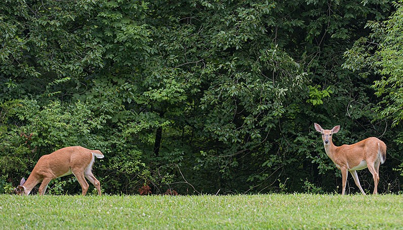 Callaway County Leads In Antlerless Deer Season Numbers | Fulton Sun