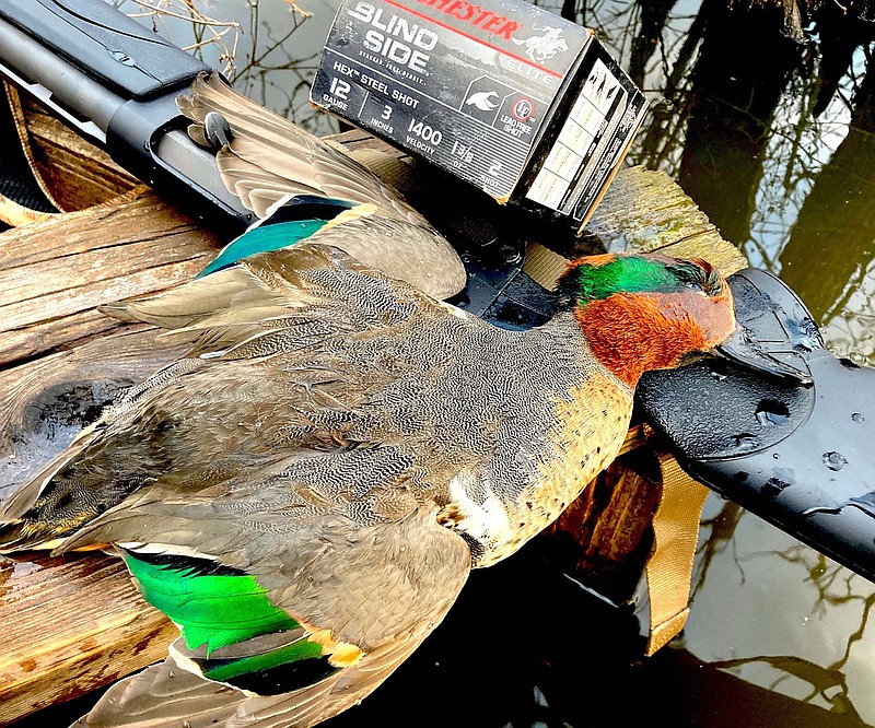 Christmas spirit Teal, gadwalls provide holiday excitement The