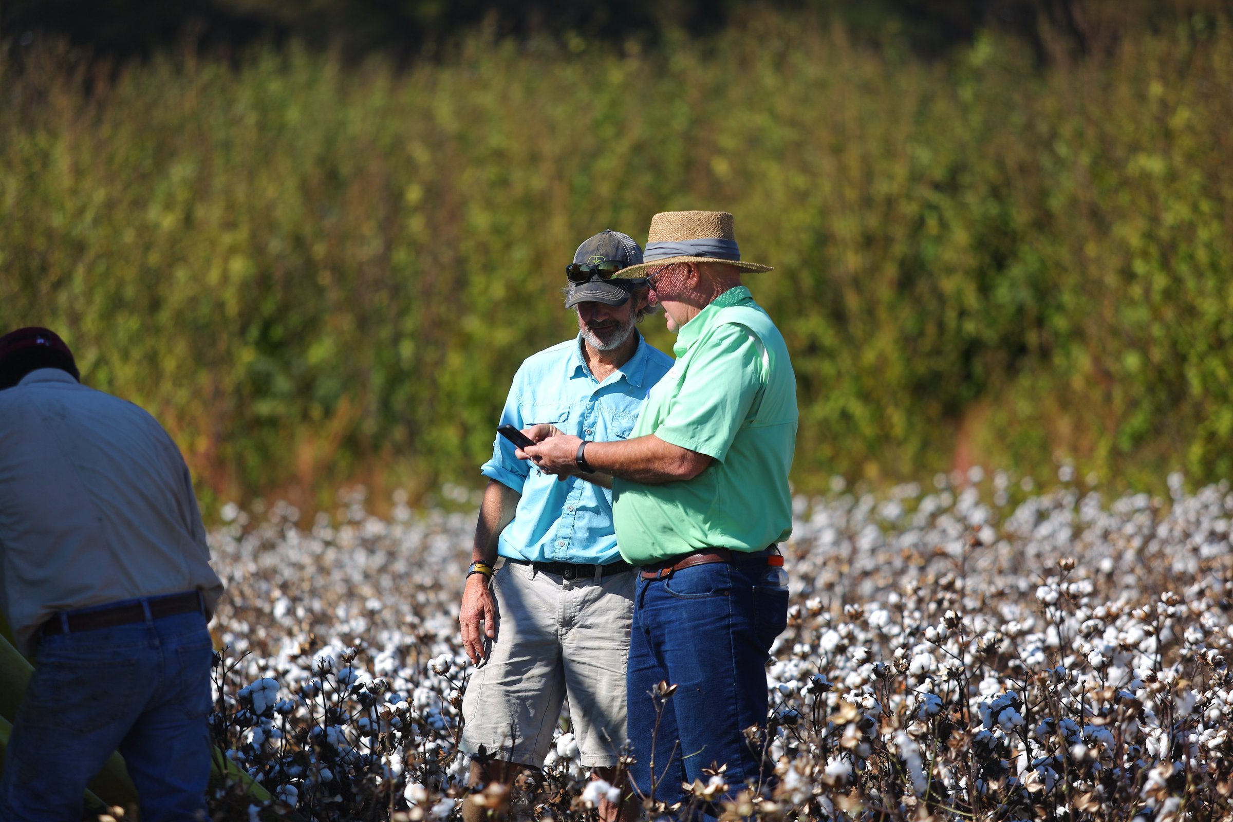 State cotton, rice endure trials with record yields