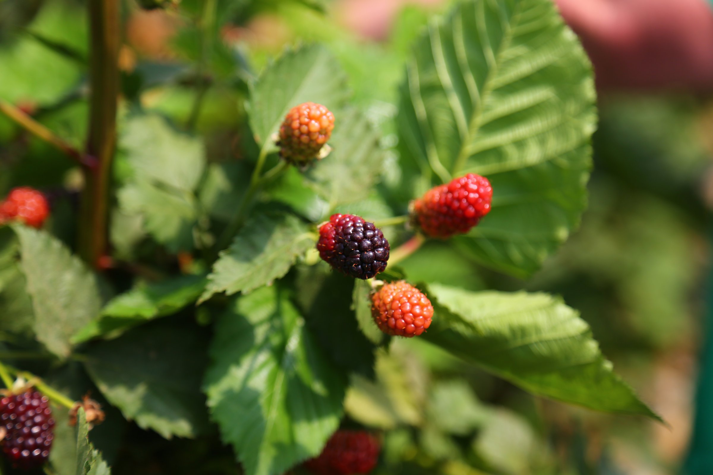 Most fruit crops rally after shaky ’21 start