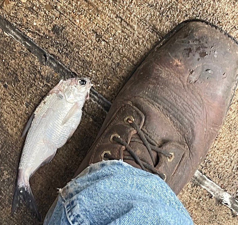 This was one of the longer of dozens of fishes that fell from the sky Wednesday evening over Discount Wheel & Tire on Summerhill Road in Texarkana. The location was one of many places around town that experienced this rare occurrence. (Photo courtesy of Brad Taylor)
