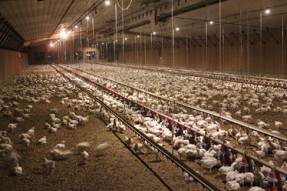 Ag division aims to help keep poultry industry strong in ’22
