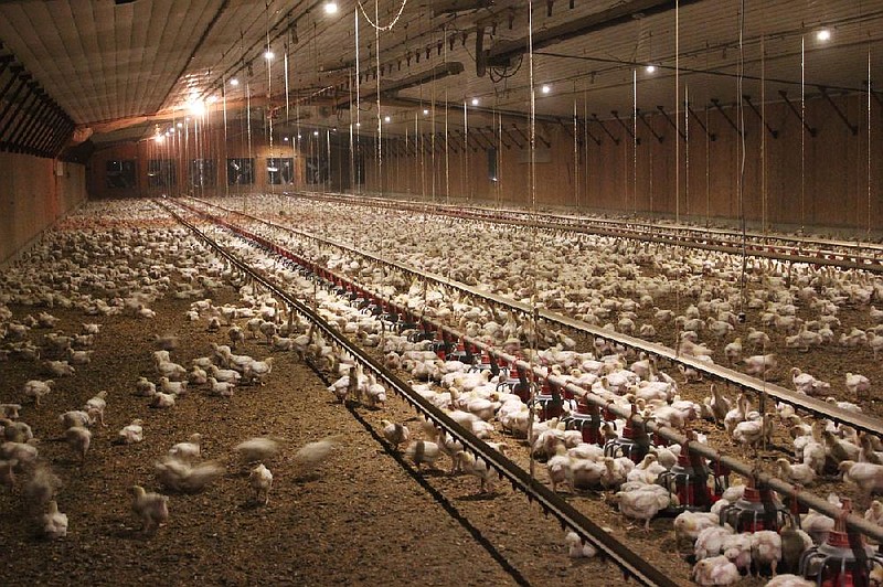 A chicken house at Buena Vista Farms in Decatur is shown in this May 2014 file photo. The house includes electronic monitoring systems that control tunnel fans, air inlets, heat zones, lighting, water and feed. (Arkansas Democrat-Gazette file photo)