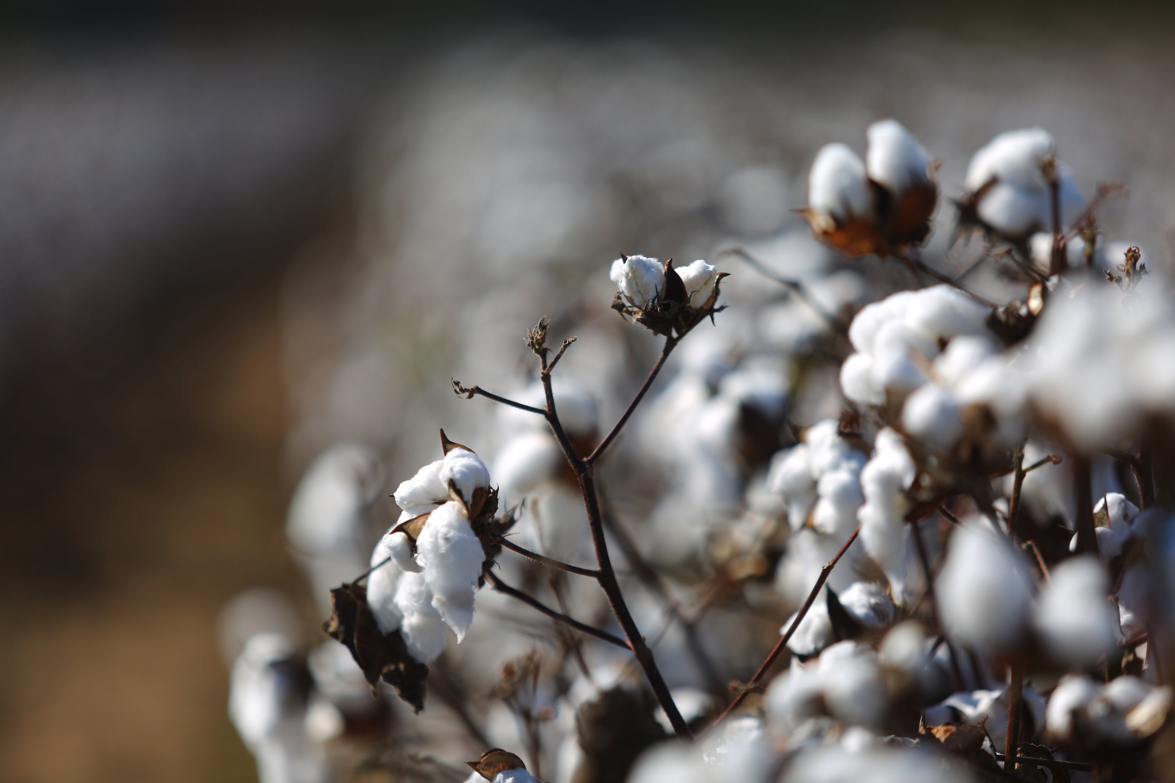 Arkansas hits yield records in rice, cotton for ’21, USDA reports