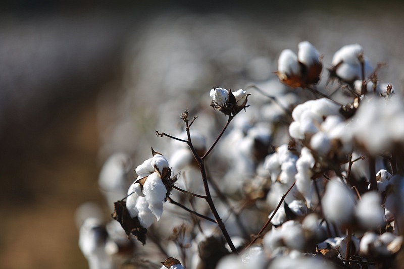 Cotton harvest efforts are shown in Lonoke County in October. The USDA reported Arkansas cotton having a record state average yield in 2021, but the final numbers won’t be in until May. 
(Special to The Commercial/University of Arkansas System Division of Agriculture/Ryan McGeeney)