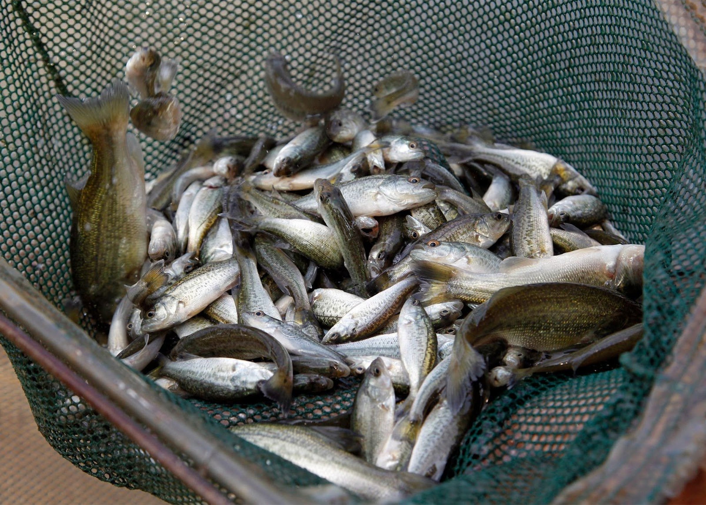 12.5 million fish stocked during ’21