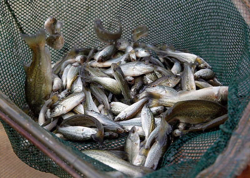 Largemouth bass fingerlings are shown in this photo. More than 2.2 million Florida largemouth bass and more than 616,000 northern largemouth bass were stocked by Arkansas Game and Fish Commission personnel in 2021. 
(Special to The Commercial/Arkansas Game & Fish Commission)