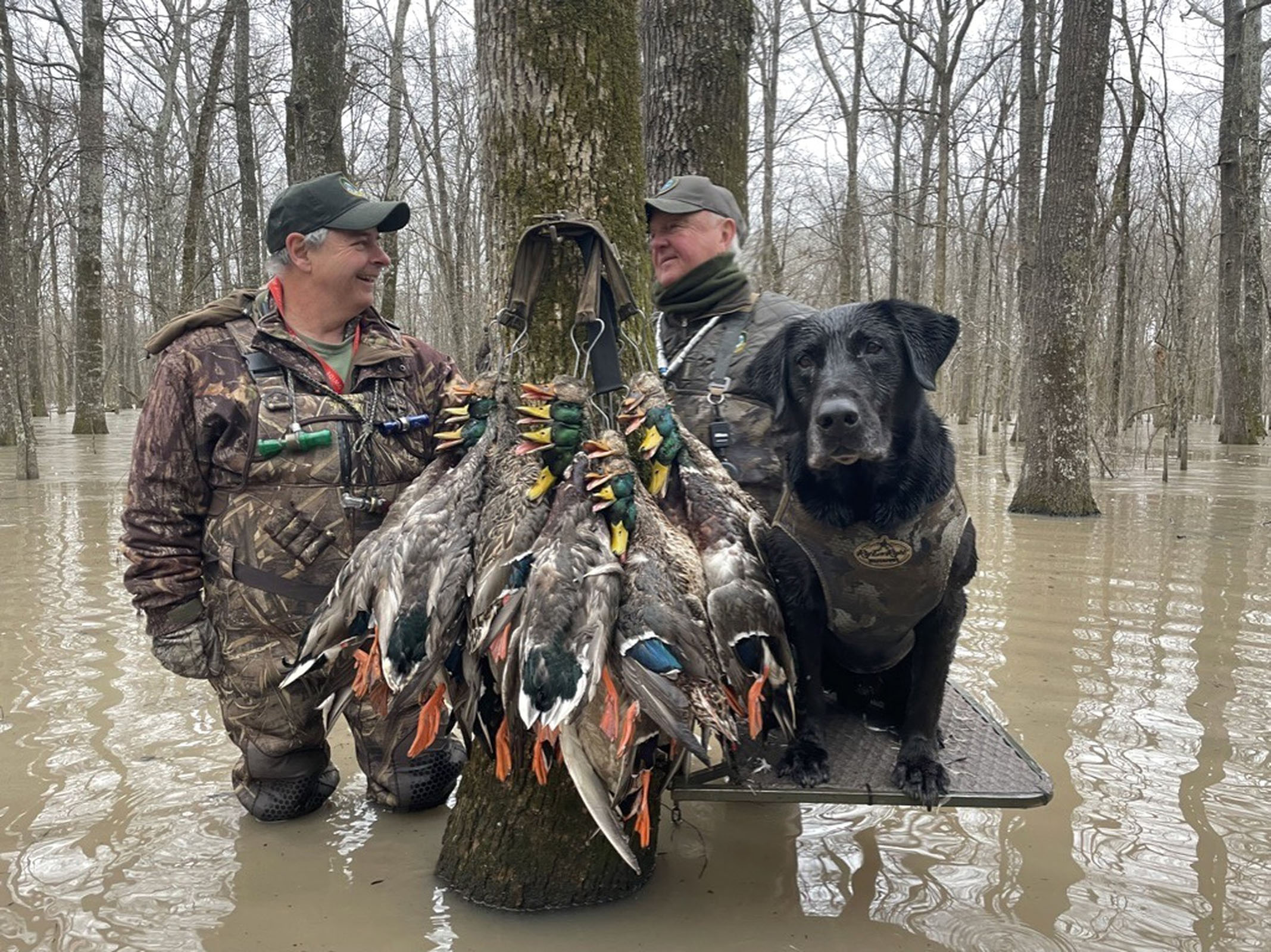 Greenbriar mallards - Vimarsana News