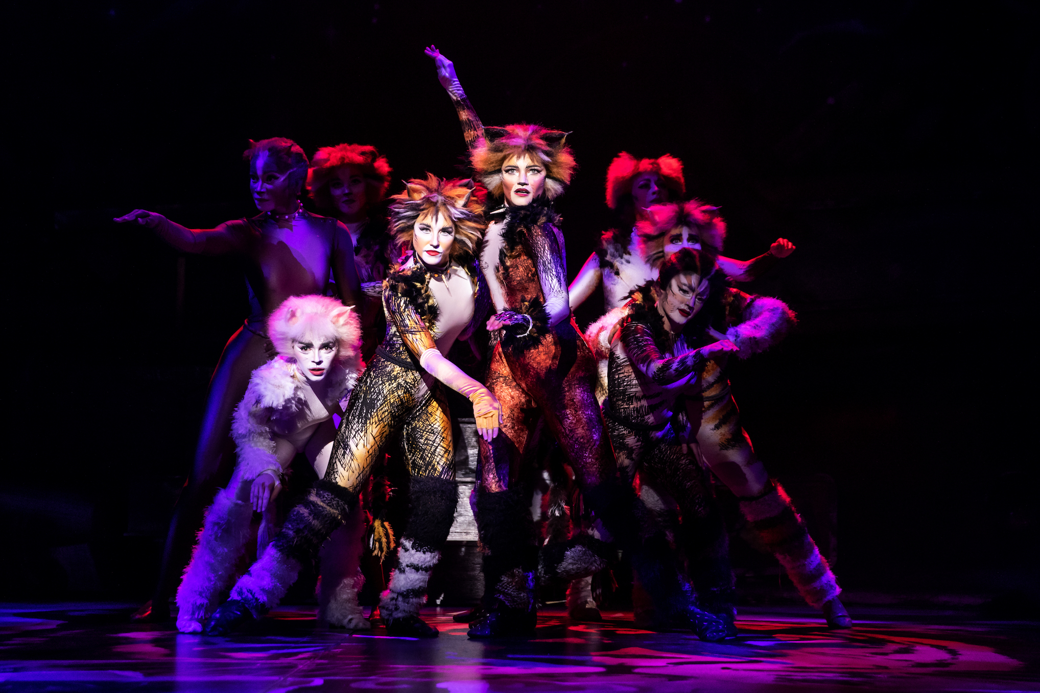 'Cats' sets Little Rock shows for May at Robinson Center - Vimarsana News