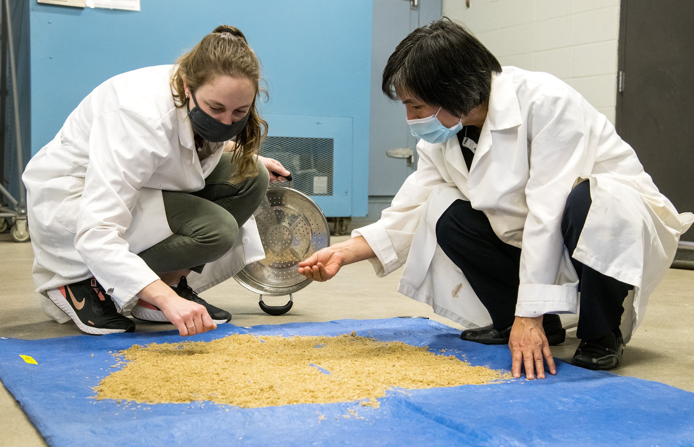 Parboil creation touted for rice