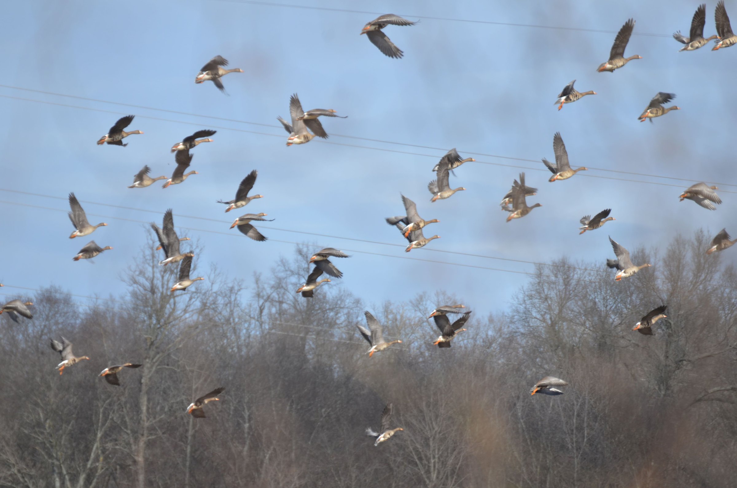 Hunters reflect on duck season