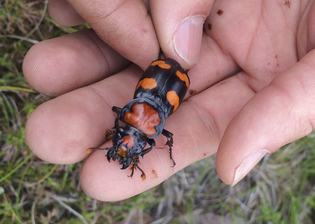 Burying beetle blamed in late change to herbicide rule for west Arkansas farmers - Vimarsana News