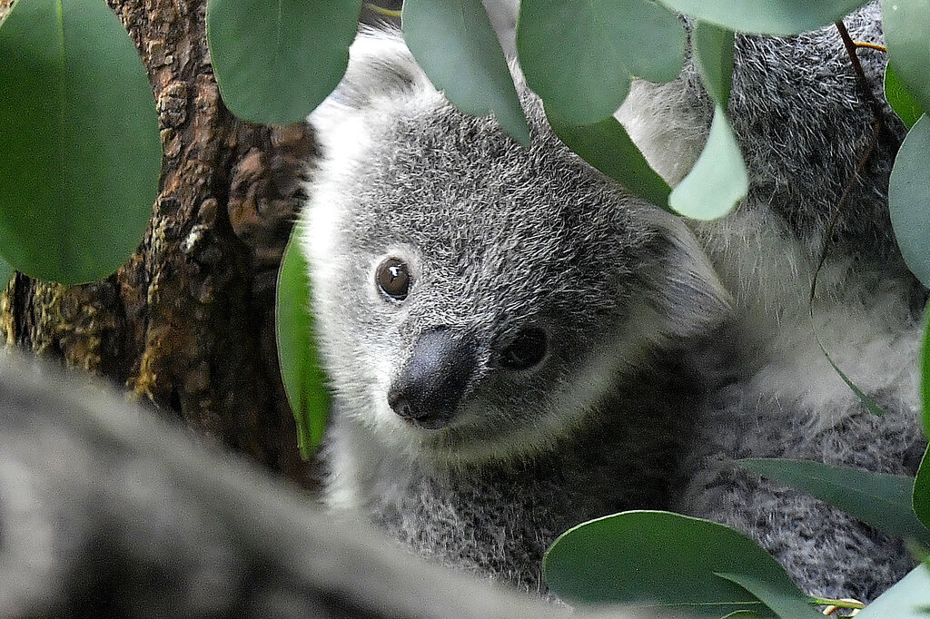 Koala declared endangered as disease, lost habitat take toll - Vimarsana News